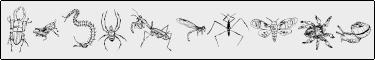 DingTheInsect